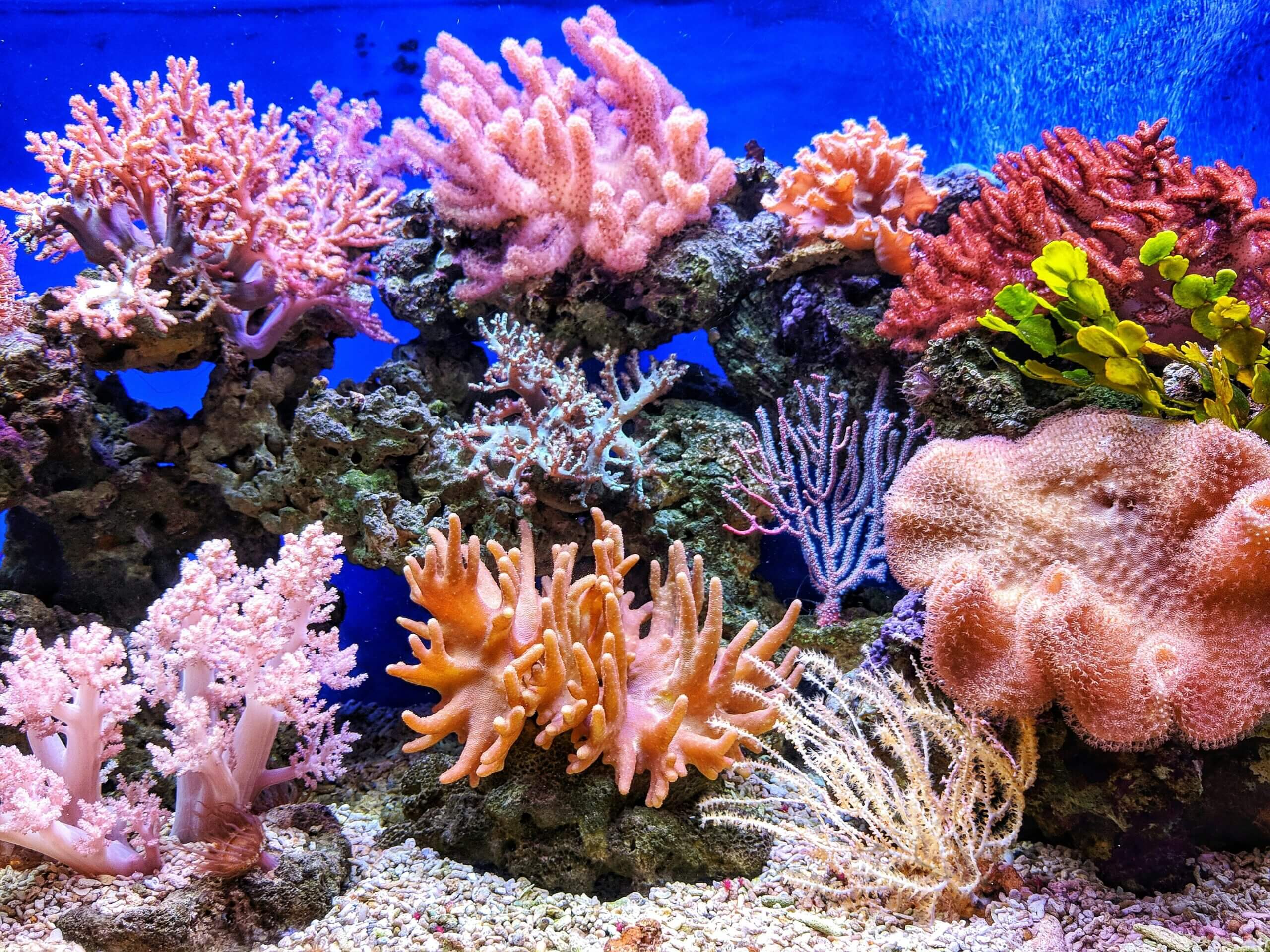 Colorful coral reef with diverse marine life in a vibrant underwater aquarium scene.