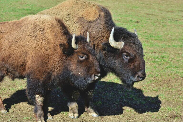 Close-up of two bison standing in a grassy field. Perfect for wildlife themes.